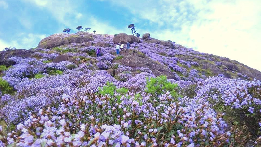 Blooming Munnar Tour Package Neelakurinji Special Tours