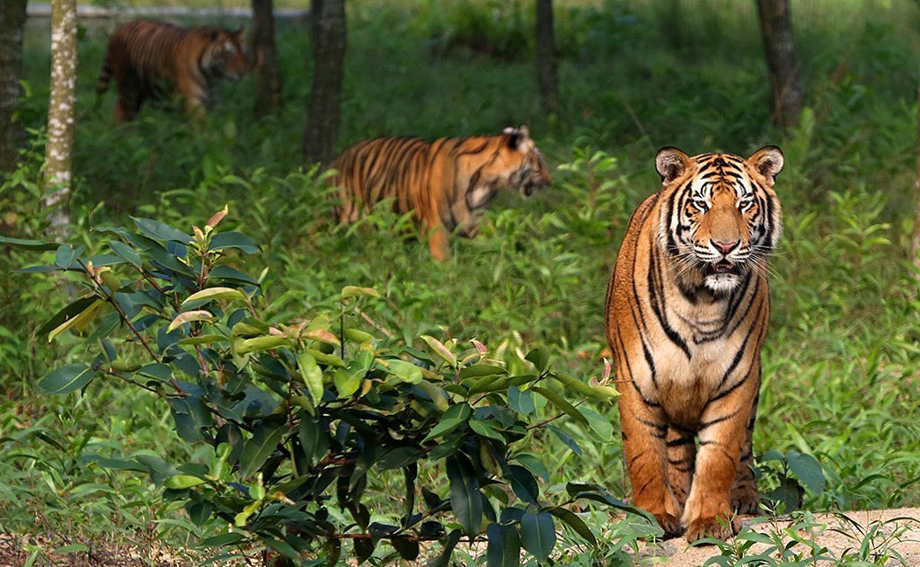 Spectacular Sunderbans (Wildlife Special Tour)