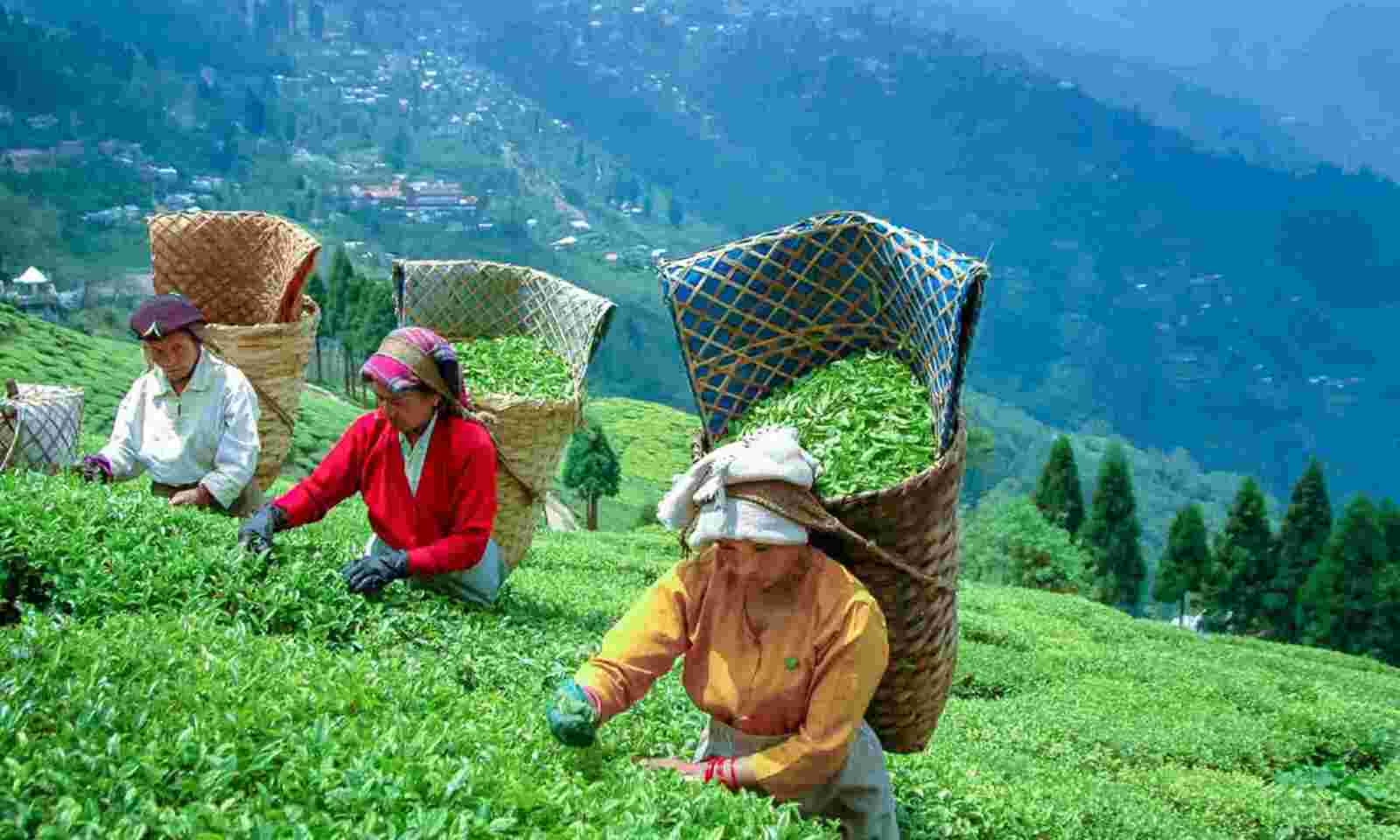 Darjeeling Tea Estate Tour